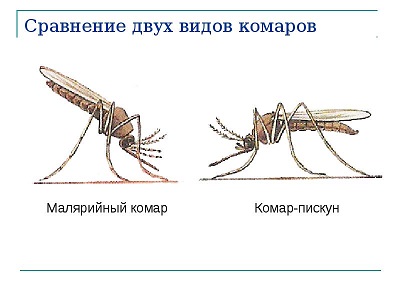 малярийный и обычный комар, различие